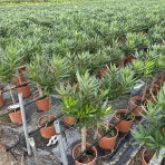 Oleander obyčajný (Nerium oleander) ´DOUBLE PINK´ - výška 70-90 cm, obvod kmeňa 6/8 cm, kont. C5L (-10/-12°C) - NA KMIENKU